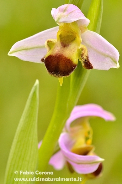 Primavera sulcitana